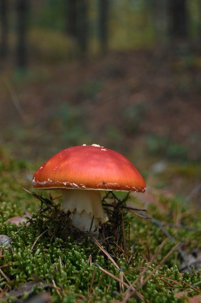 Photograph by Маргарита Гасец