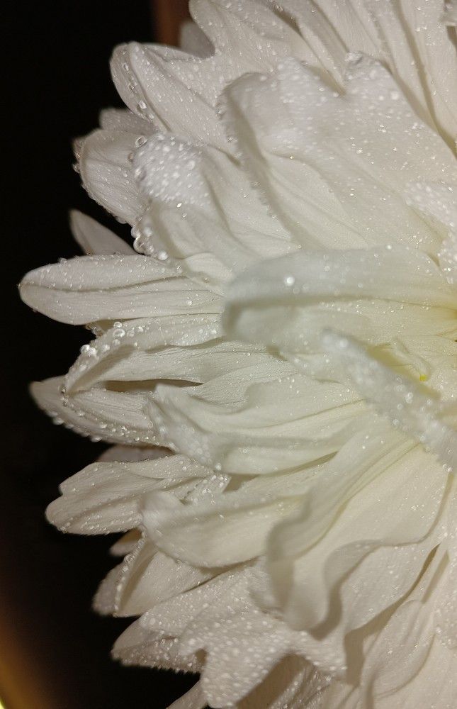 Photograph by Сидорова Ирина