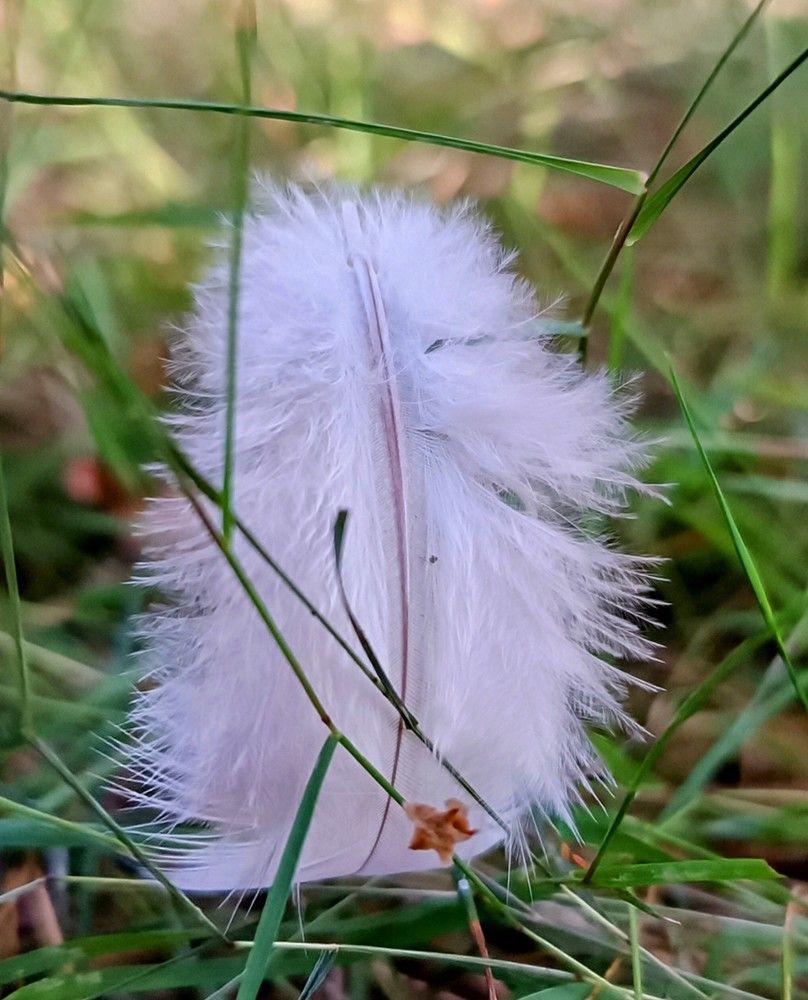 Photograph by Сидорова Ирина