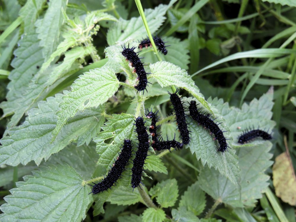 Black caterpillars on nettles