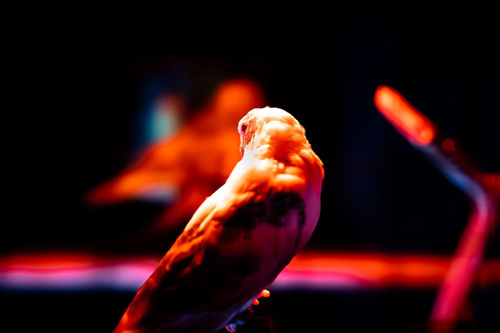 A bird in the cage