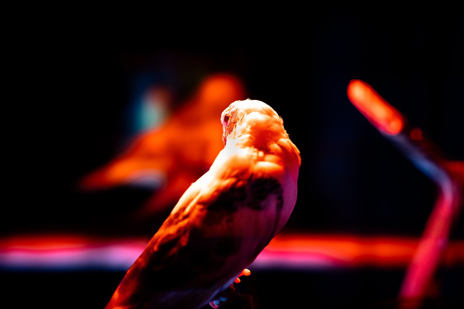A bird in the cage