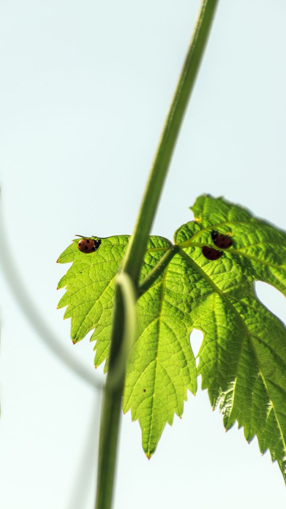 Photograph by Mazen Abdennadher