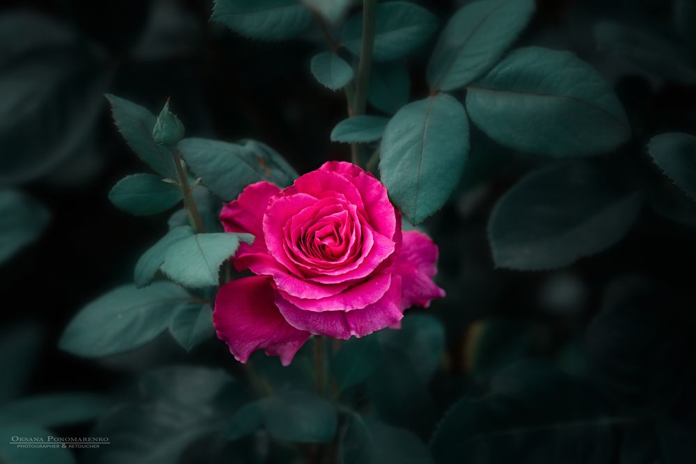 Photograph by Оксана Пономаренко