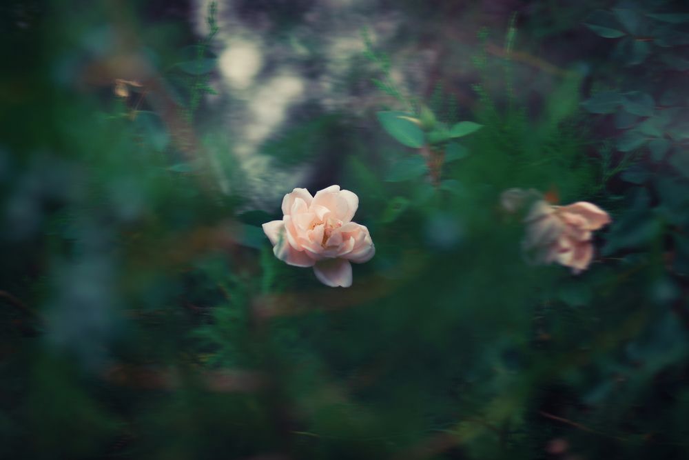 Photograph by Оксана Пономаренко