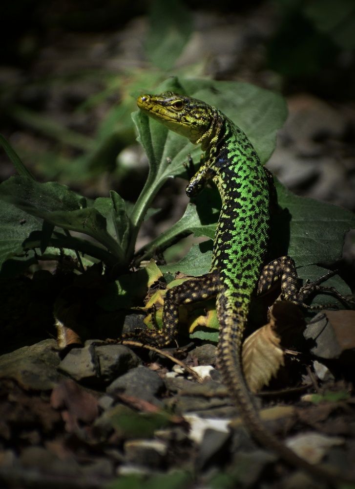 Фотография автора лилия беланова
