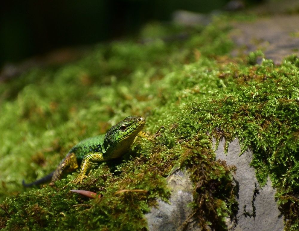 Фотография автора лилия беланова