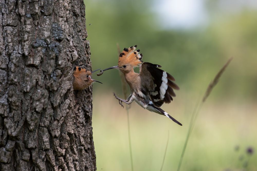 Photograph by Елена Куликова