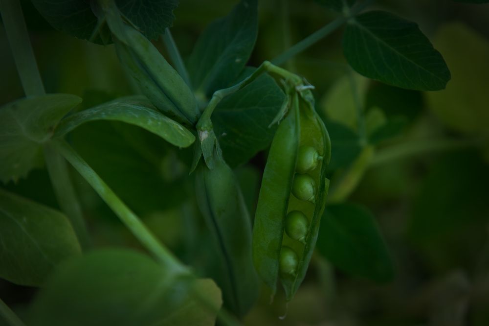 Photograph by Helen Nedved