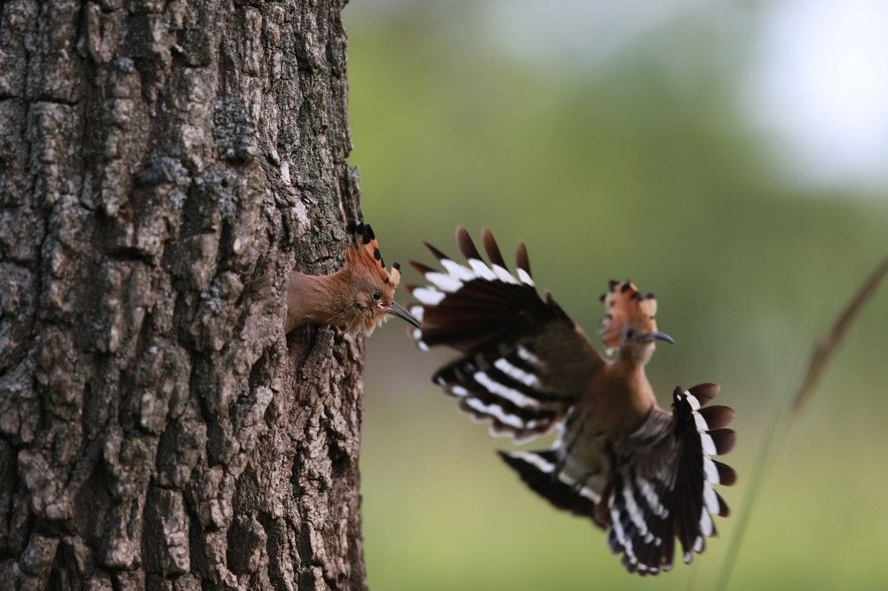 Photograph by Елена Куликова