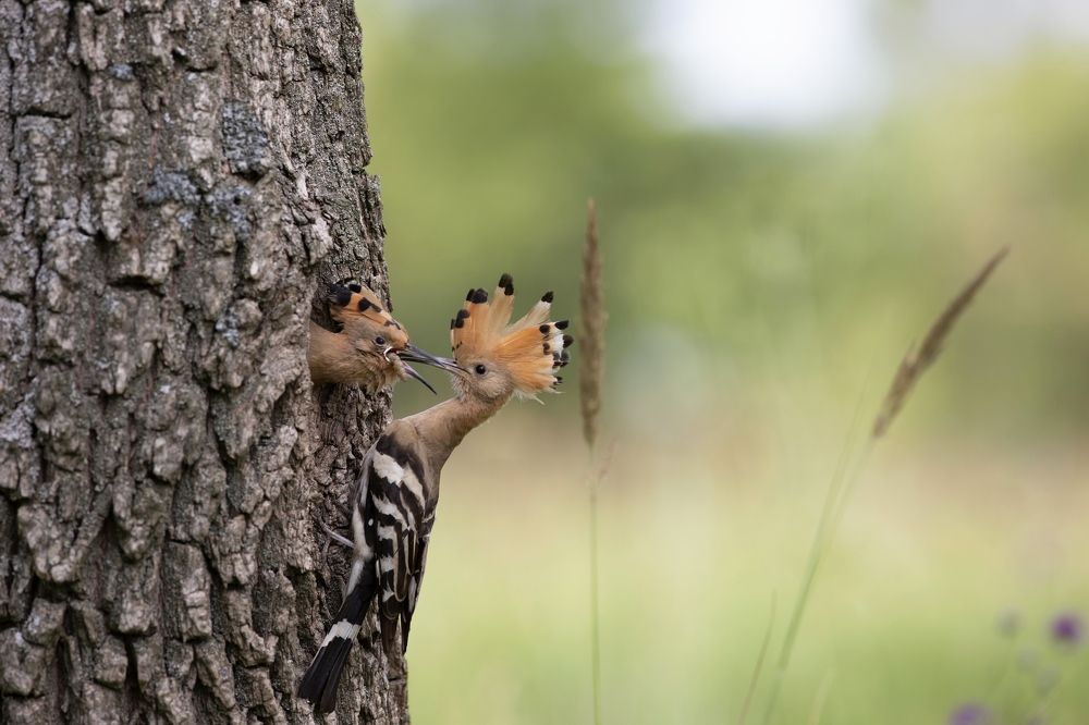 Photograph by Елена Куликова