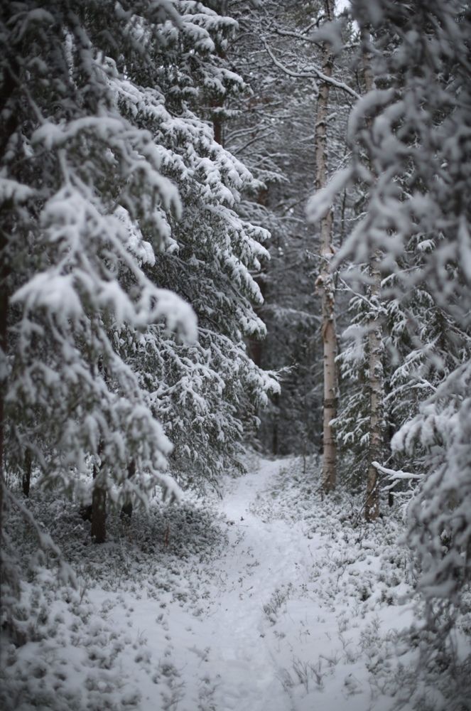 Сказочный лес