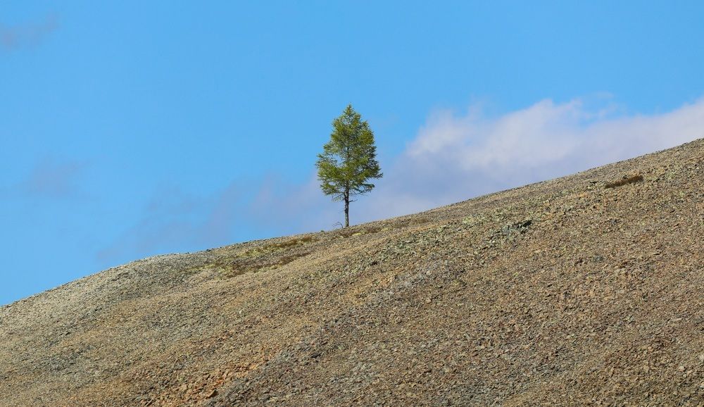 В гордом одиночестве