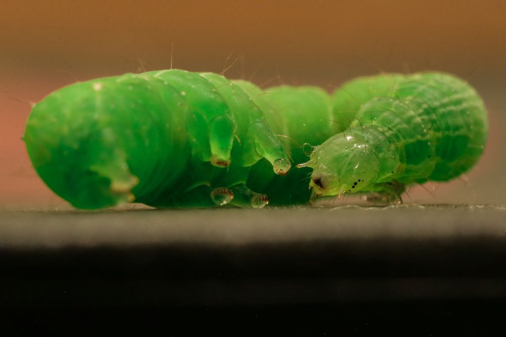 Photograph by Takis Bananis