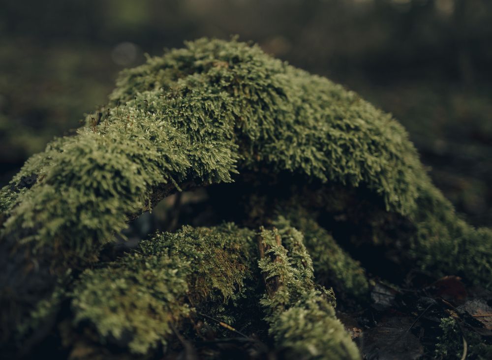 Photograph by Мария Клещенко