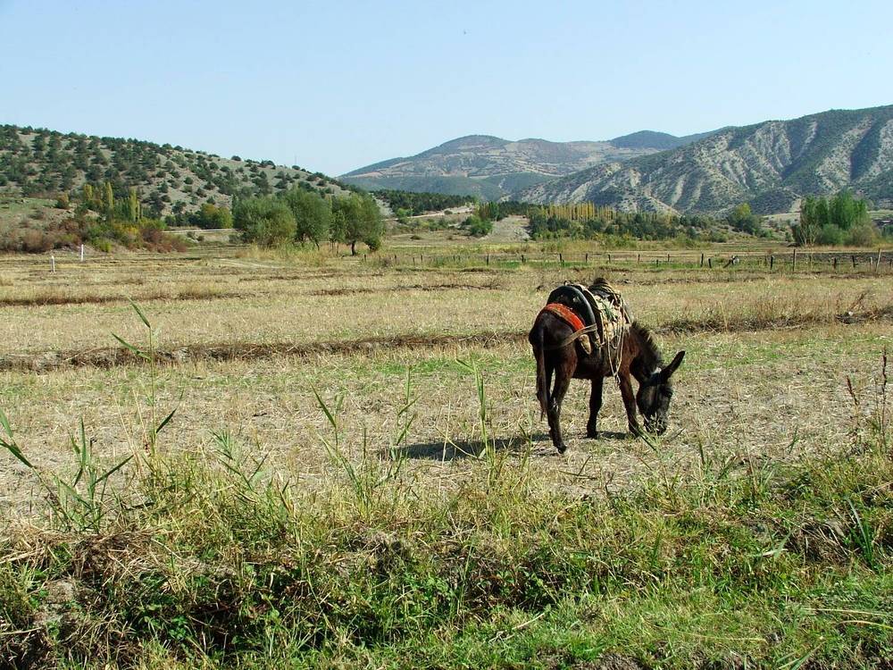 Photograph by Cengiz Yalcin