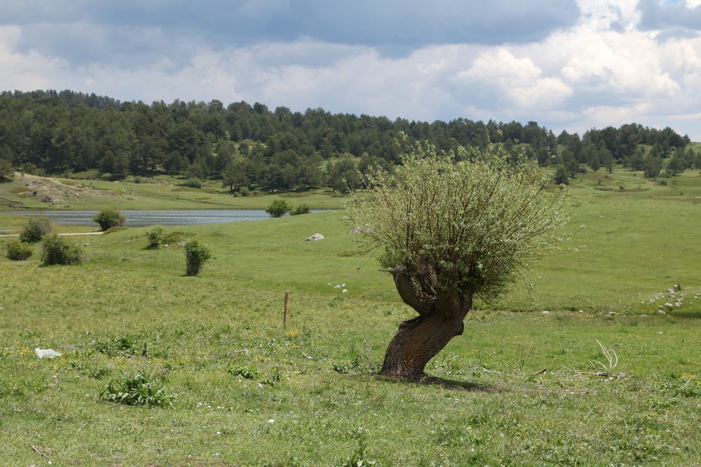 Photograph by Cengiz Yalcin