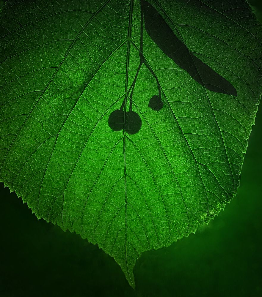 Фотография автора Онучина Юлия