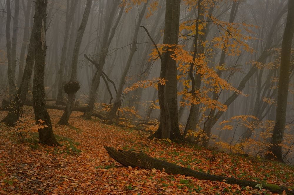 Туманное утро