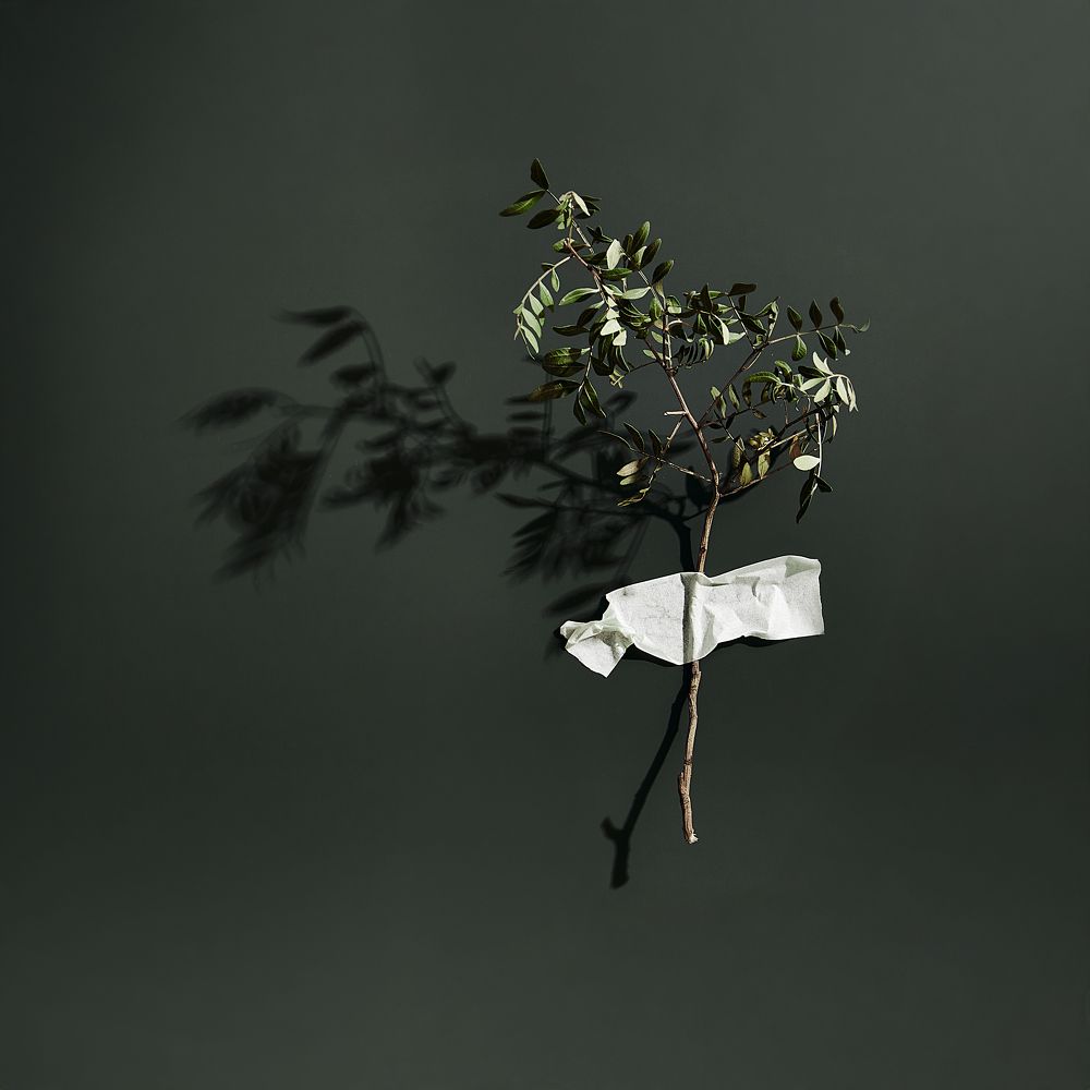 Photograph by Элина Зеленая