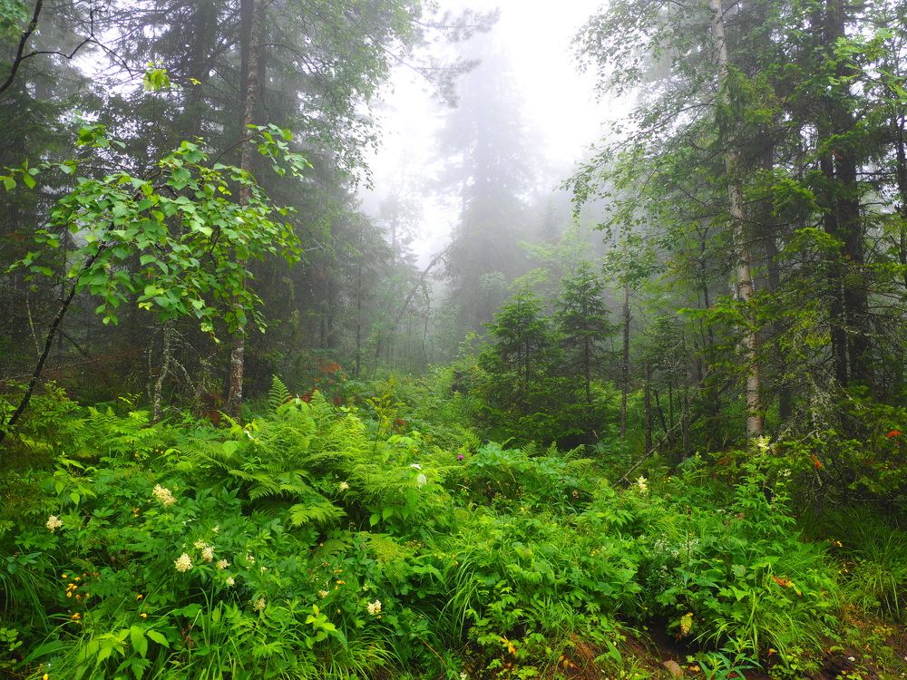 Photograph by PERESHEIN ANDREY