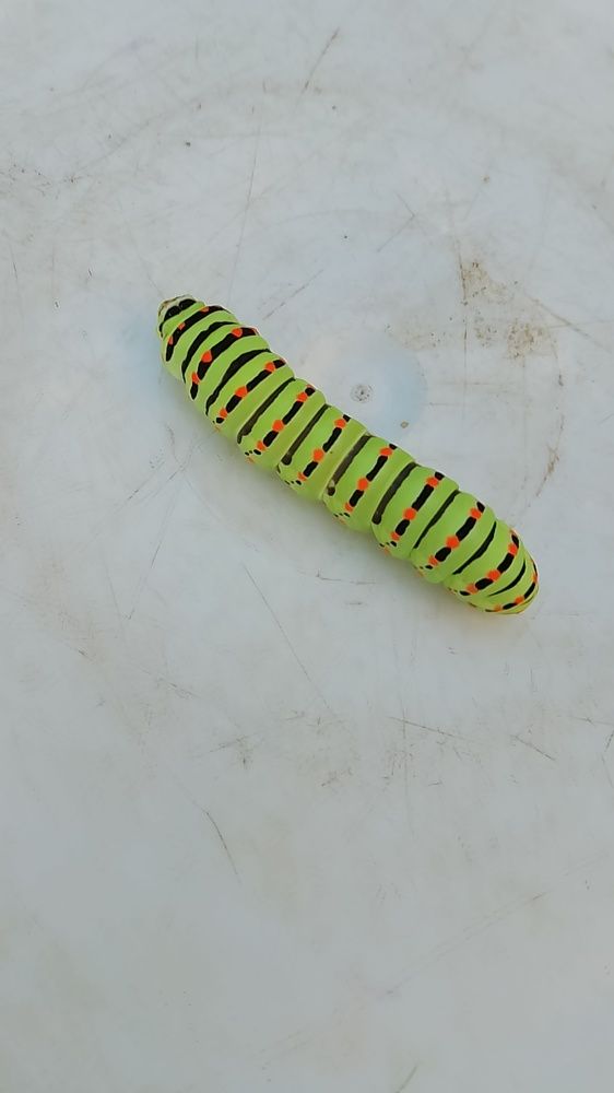 Photograph by Елена Мясникова