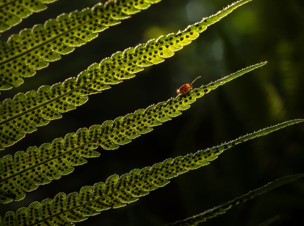 Photograph by Valdir Hobus