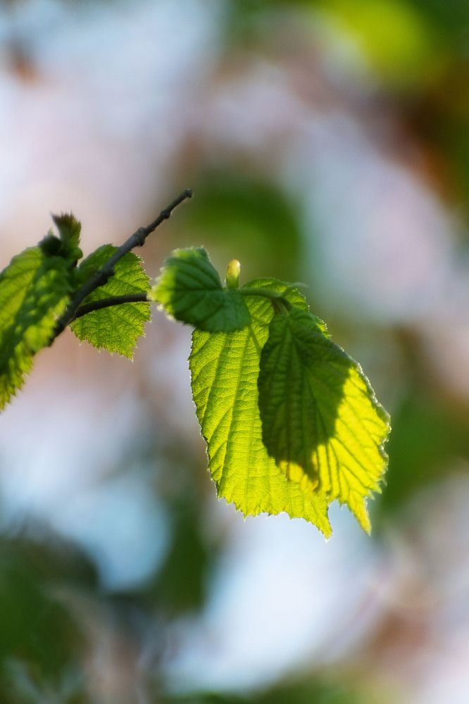 Photograph by Margarita