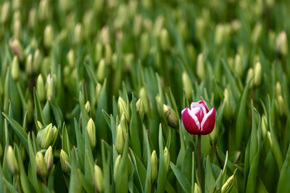 A Lonely Tulip