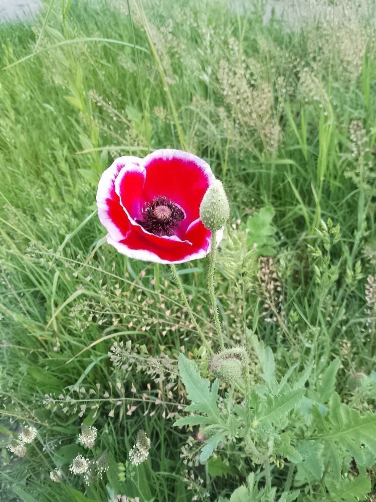 Фотография автора Михаил Бурминский