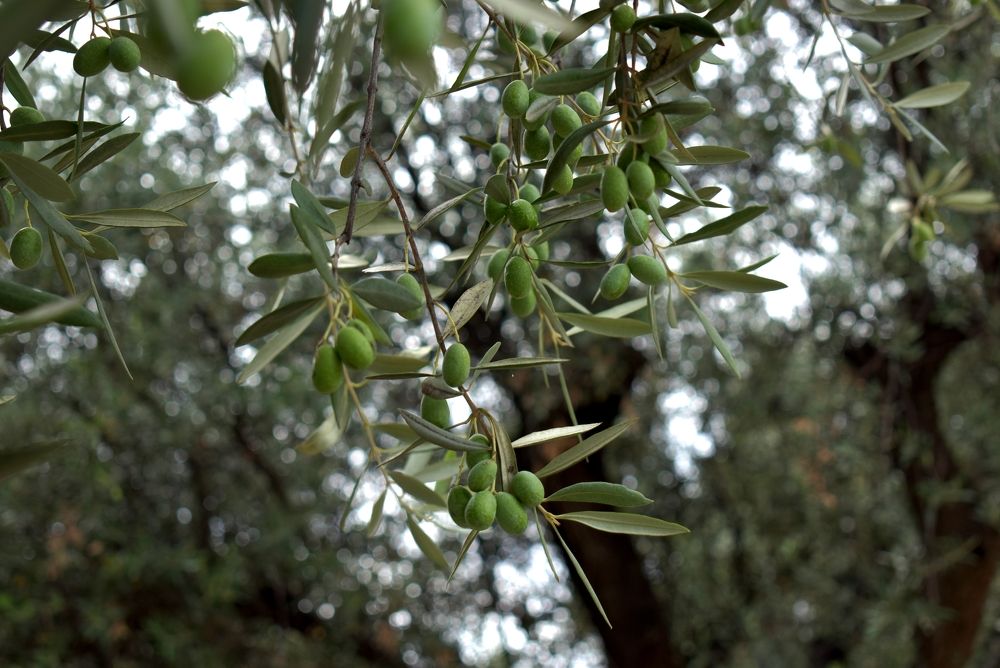 Photograph by SILVIA CLELIA AGOSTINIS