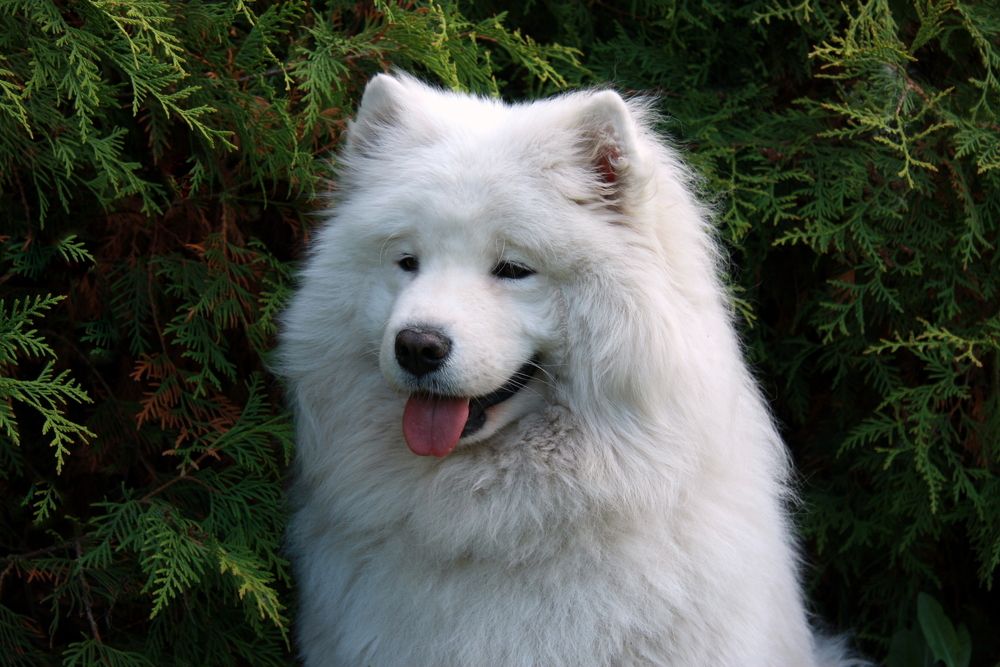 Фотография автора Nelya  Lysenko