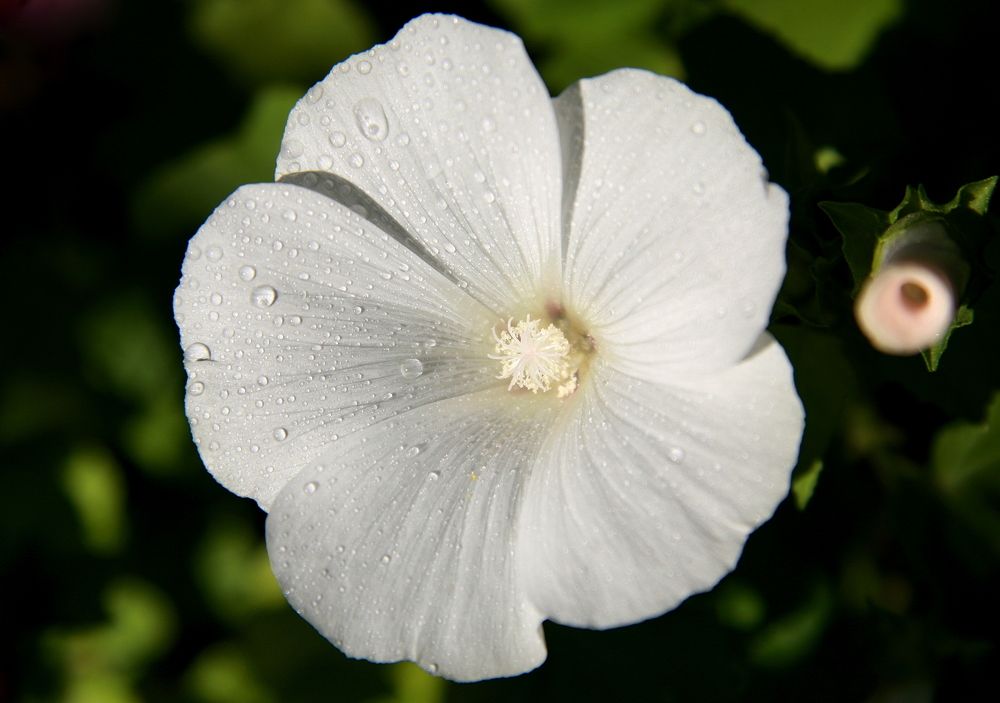 Фотография автора Nelya  Lysenko