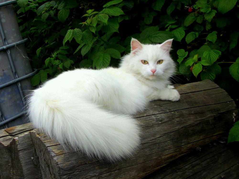 Фотография автора Nelya  Lysenko