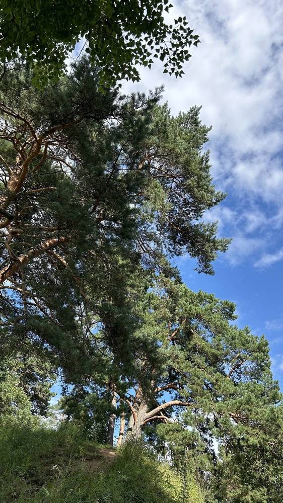 Photograph by Галина Шипухина