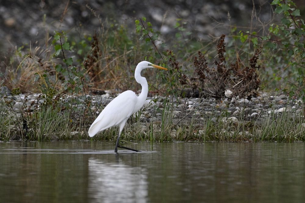Большая белая цапля