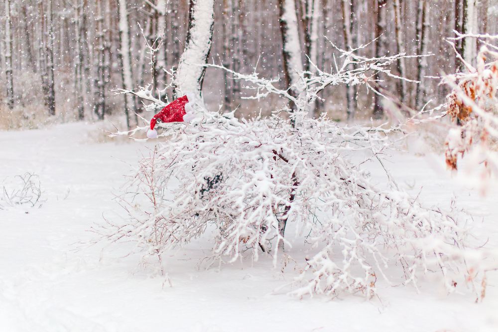 Photograph by Анопченко Ирина