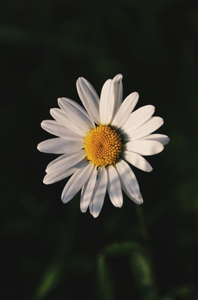 Photograph by Алёна Петрова