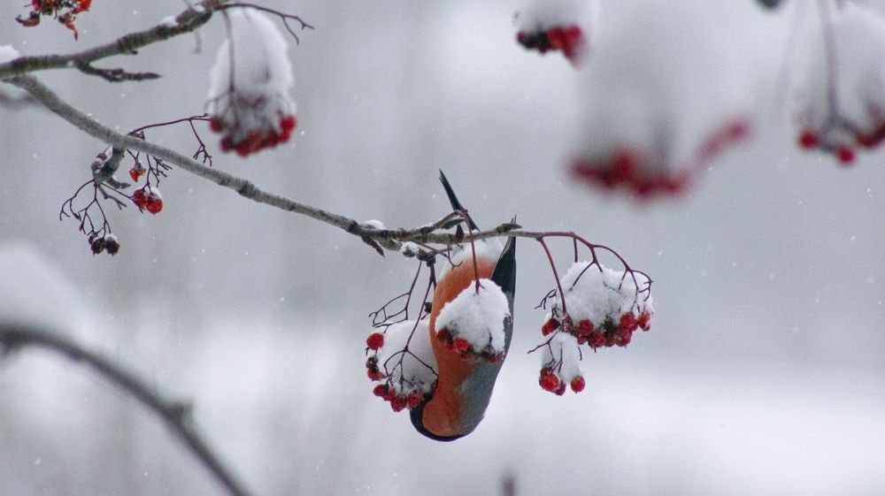 Photograph by Елизавета Нефедова