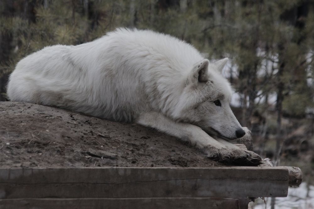 Photograph by Александр Велигура
