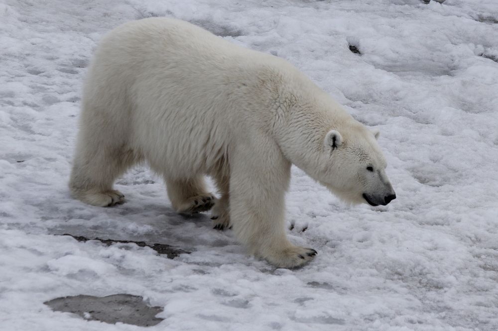 Photograph by Александр Велигура