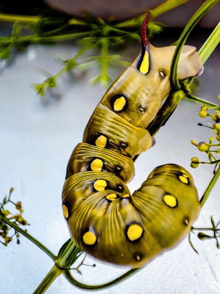 Photograph by Алёна Пшеленская