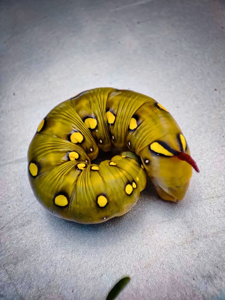 Photograph by Алёна Пшеленская