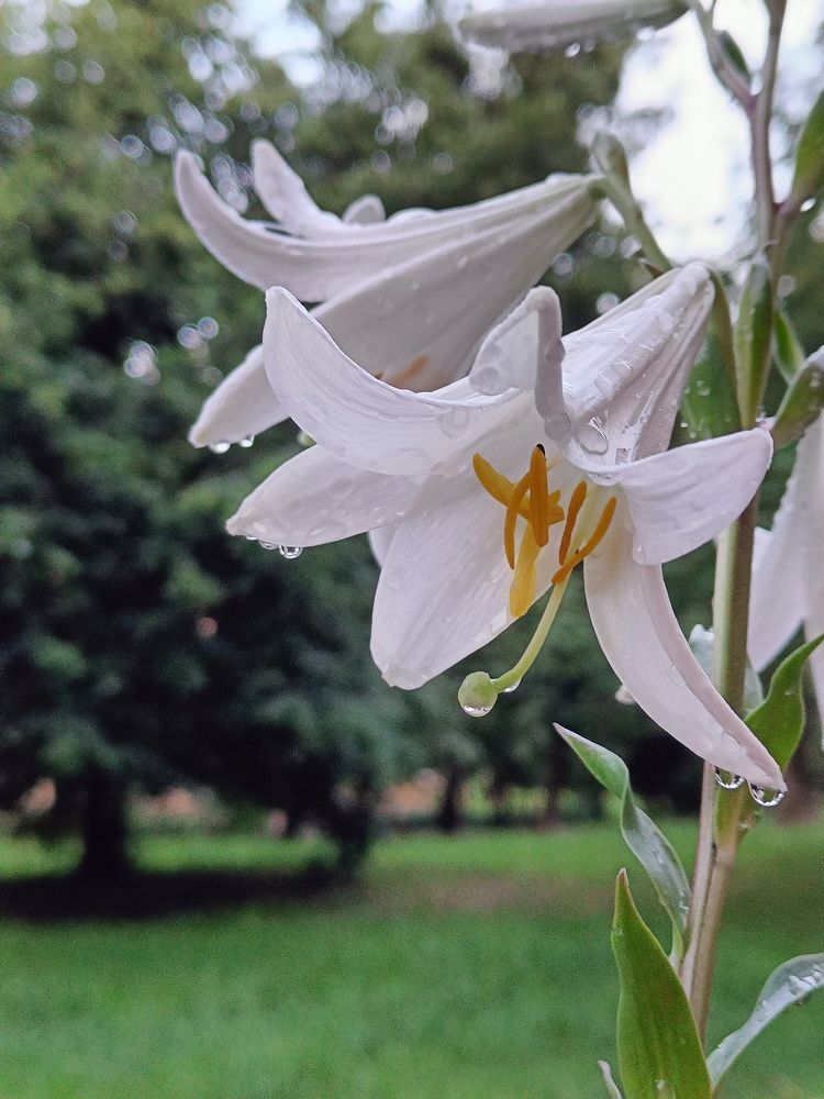 Photograph by Карина Слабкая