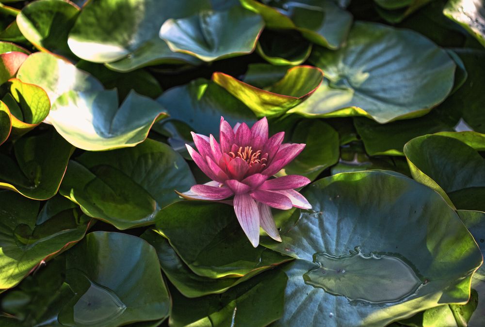 Photograph by Светлана Алексеева