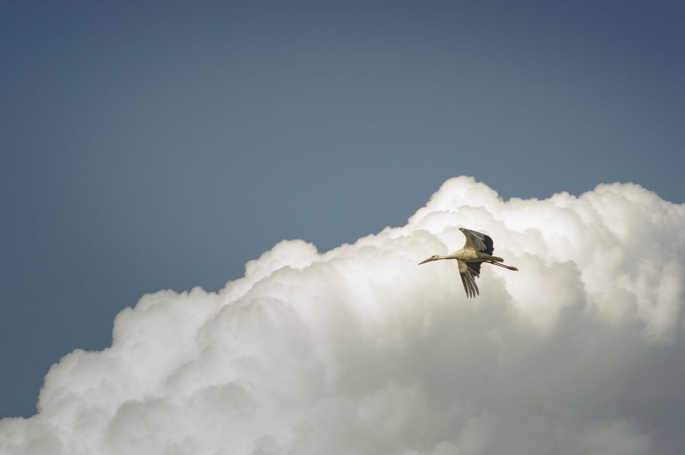 Photograph by Елена Кошелева