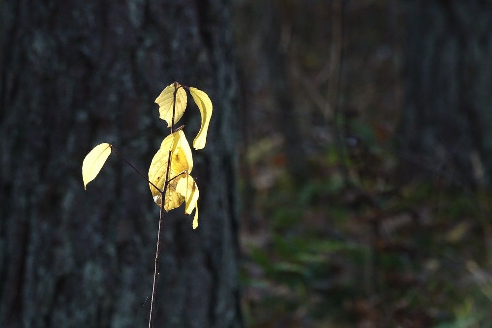 Photograph by jelena konickaja