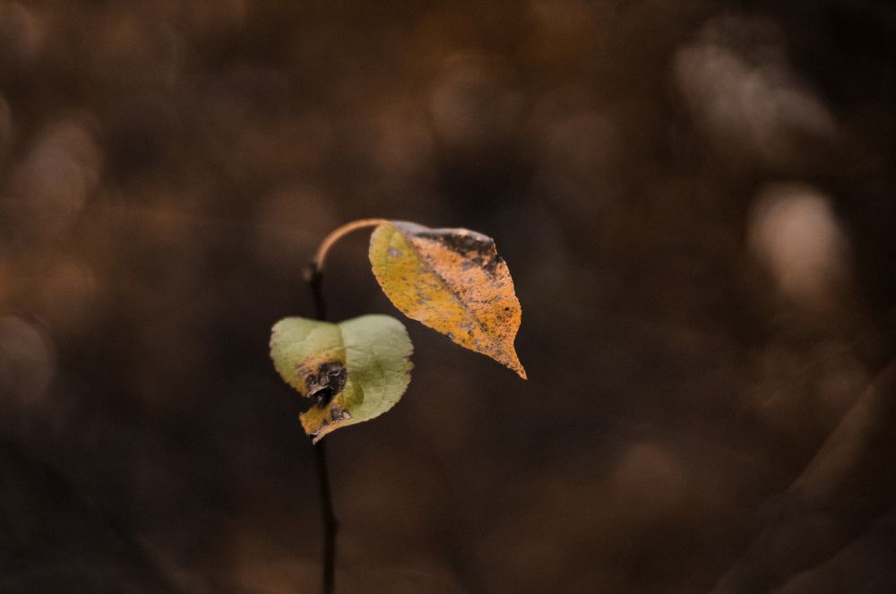 Photograph by Smirnova Olga