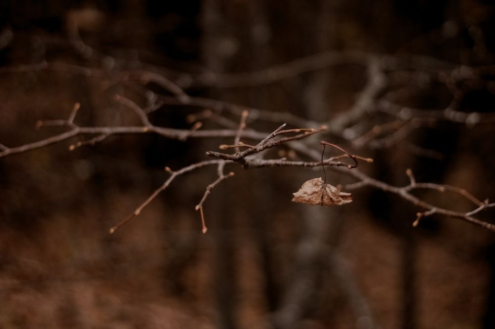 Photograph by Smirnova Olga