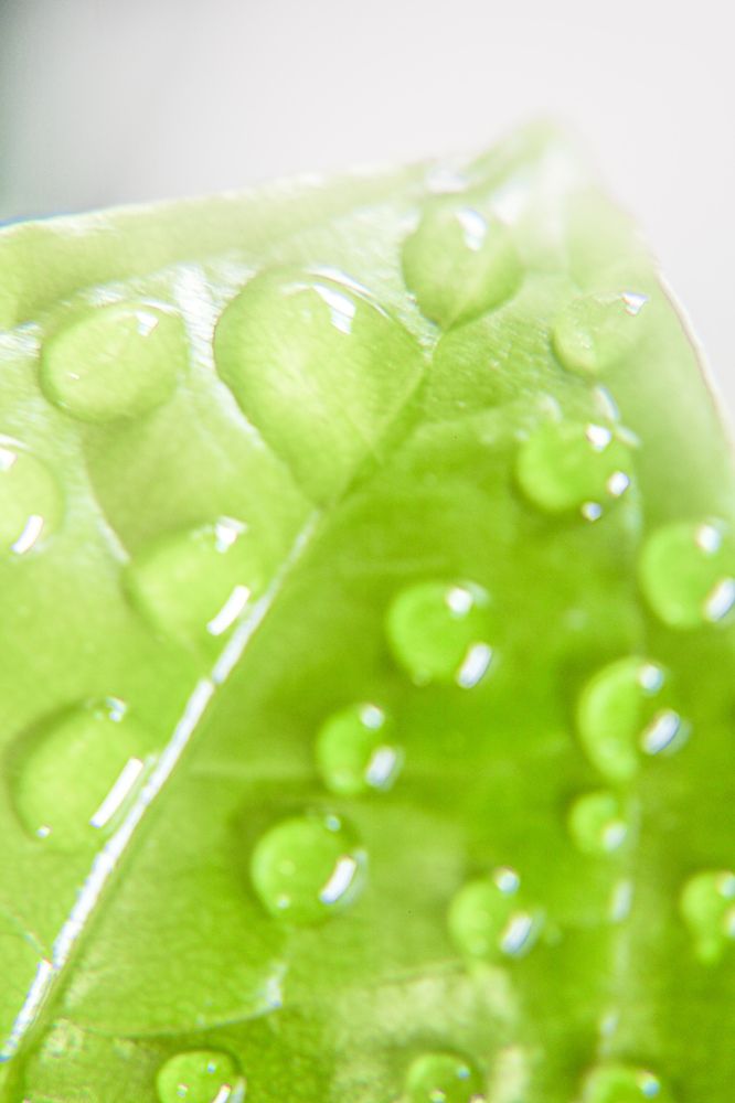 Photograph by Gonzalo Jorge Eduardo MARÓN